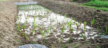 Wetland reedbeds for ecological sewage treatment