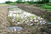 Wetland reedbeds for ecological sewage treatment